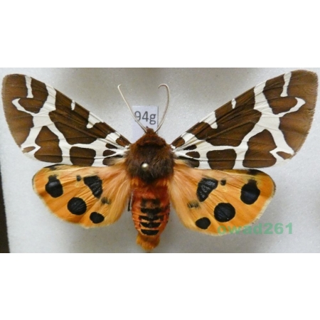 Arctia caja (Linnaeus, 1758) Niedźwiedziówka kaja male Poland94g